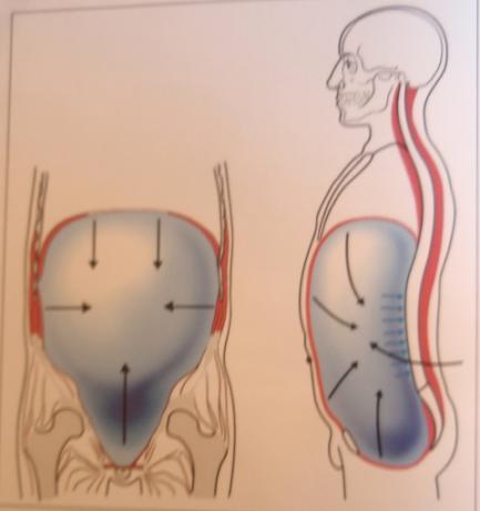 Pánevní dno je základním článkem hlubokého stabilizačního systému páteře. Leţí ve funkčním zřetězení svalů břišních trupových, pletenců pánevních i ramenních ke končetinám.