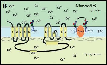 1: Topologie neuraminidáz (Neu1 a Neu3), Na + /Ca 2+ výměníku (NCX) ve vnitřní jaderné membráně (INM) (A) a plazmatické membráně (PM) (B).