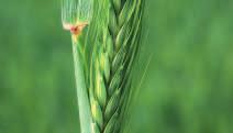 Zdravý porost pšenice ozimé po ošetření strobilurinovým fungicidem (0,5 l/ha) v