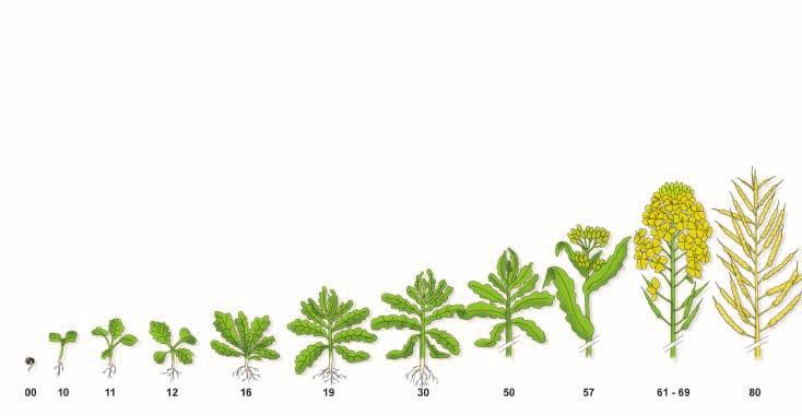 v řepce Vynikající ochrana porostů řepky proti hlízence (Sclerotinia sclerotiorum) a černání šešulí (Alternaria brassicae) Vyšší výnosová odezva porostu a pozitivní vliv na kvalitu semene (HTS,