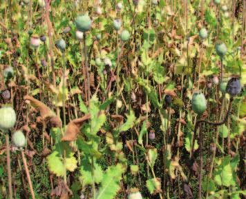 v máku Vynikající účinnost proti plísni makové (Peronospora arborescens) a helminthosporióze