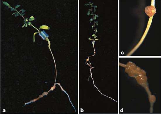 systémové regulaci