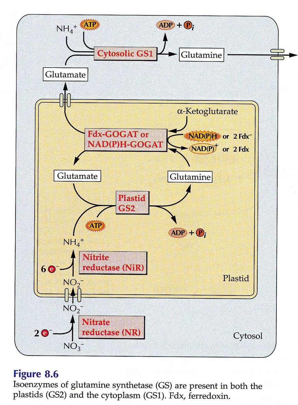 GS (glutaminsyntetáza, EC 6.3.1.