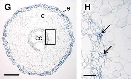 cytoplazmatická GS1 více izoforem NH 4 + z prostředí, z redukce nitrátu v