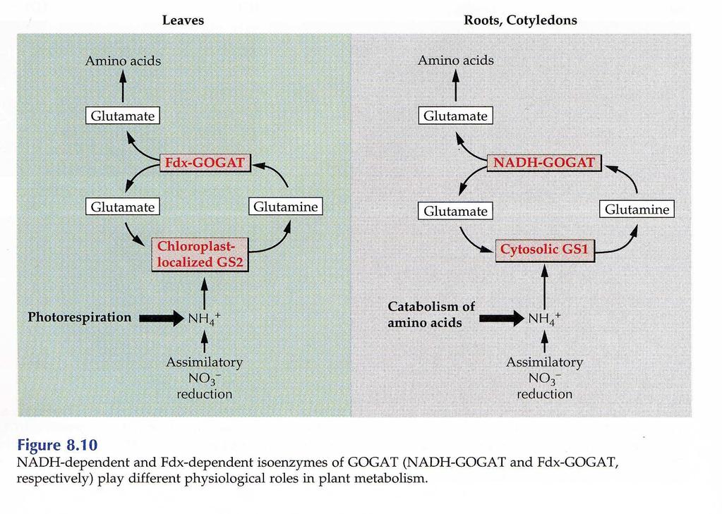 GOGAT - glutamátsyntáza (glutamin-2-oxoglutarátamidotransferáza, EC 1.4.7.1) Ferredoxin-dependentní forma (EC 1.4.7.1) - především v listech (chloroplasty) - hlavním regulačním faktorem je světlo NADH-dependentní forma (EC 1.