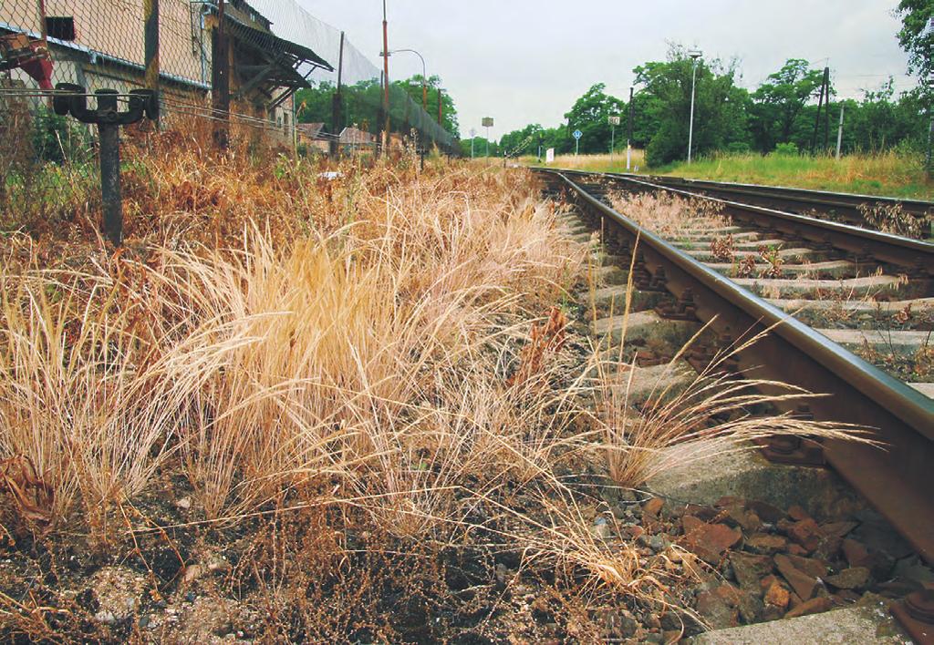 Vulpia myuros stands after a herbicide treatment in tracks of the railway station in Božice, Znojmo district, southern Moravia. 342 Obr. 179.