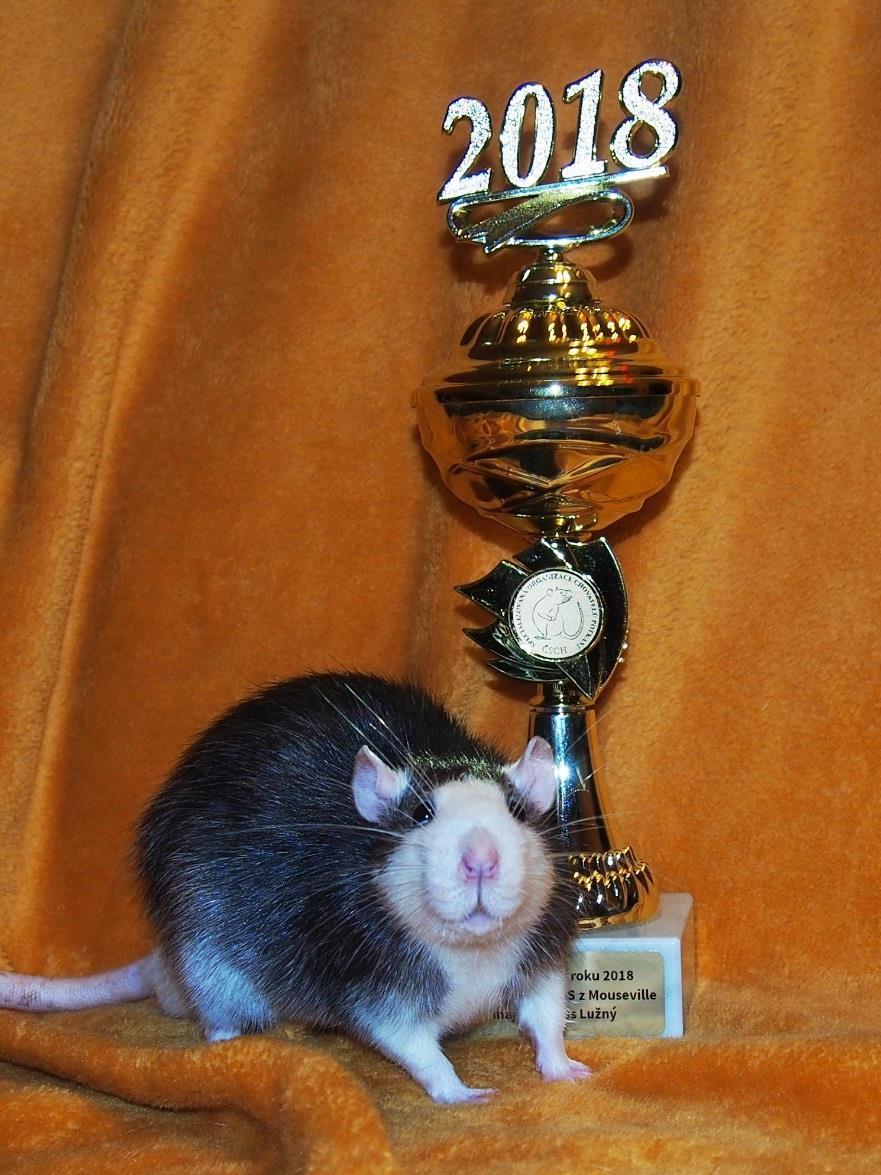 CHOVATEL ROKU 2018 zlatý stříbrný bronzový CHS Mouseville CHS Zirrael CHS Z Planety Zubajda CHS Legendary Rats CHS Rotta Taivas Helena Hanusová Lužná Barbara Sadrakula Alena Vocelková