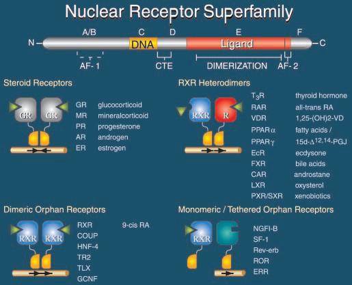 where each partner binds to specific RE sequences that exist as half-sites separated by variable length nucleotide spacers between direct or inverted half-site repeats (Olefsky 2001). Fig.