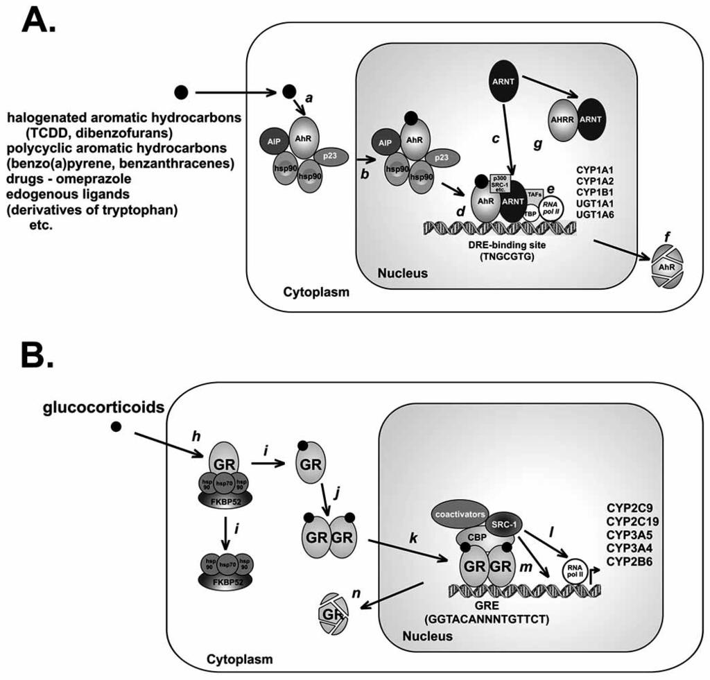 2.3.1 Xenobiotic-, estrogen- and retinoid-metabolizing CYP1 forms The aryl hydrocarbon receptor (AhR), AhR nuclear translocator (ARNT) and AhR repressor (AhRR) are members of the bhlh-pas