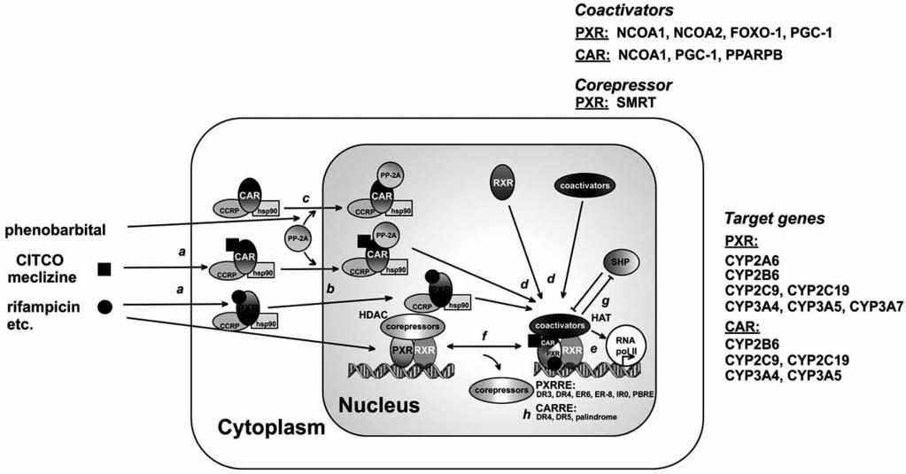 Fig. 6* The PXR and CAR nuclear receptor transactivation pathway Transactivation of CAR and PXR by ligands such as CITCO and TCPOBOP can lead to expression of a number of CYP genes that play major