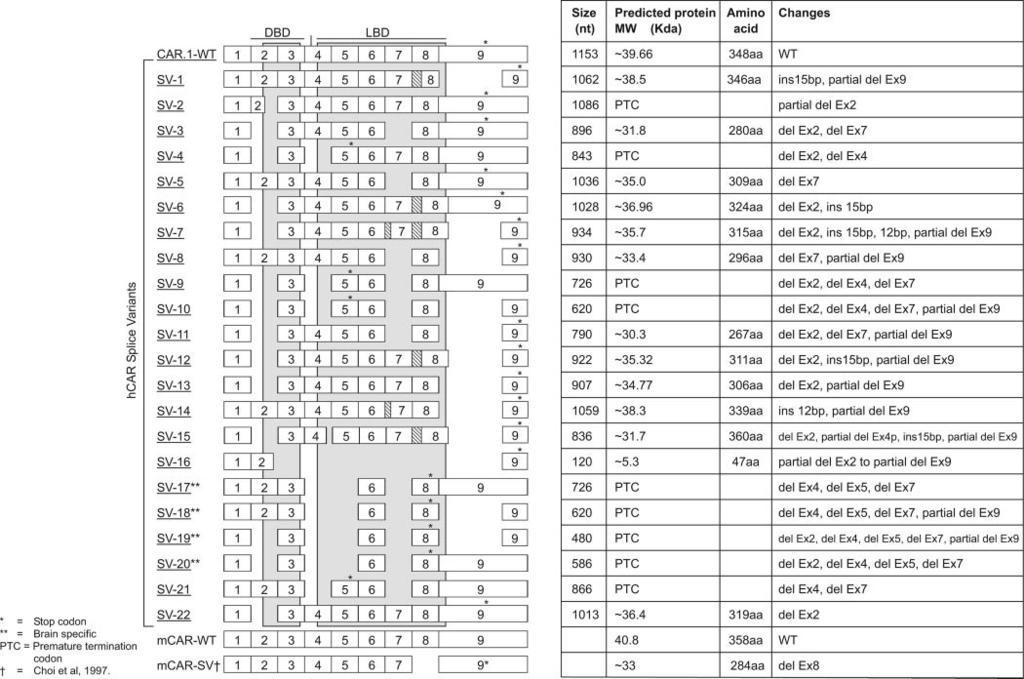 Fig. 7* Alternatively spliced variants of CAR All the exons are numbered, shaded boxes represent the insertions, and the deletions are represented by gaps.