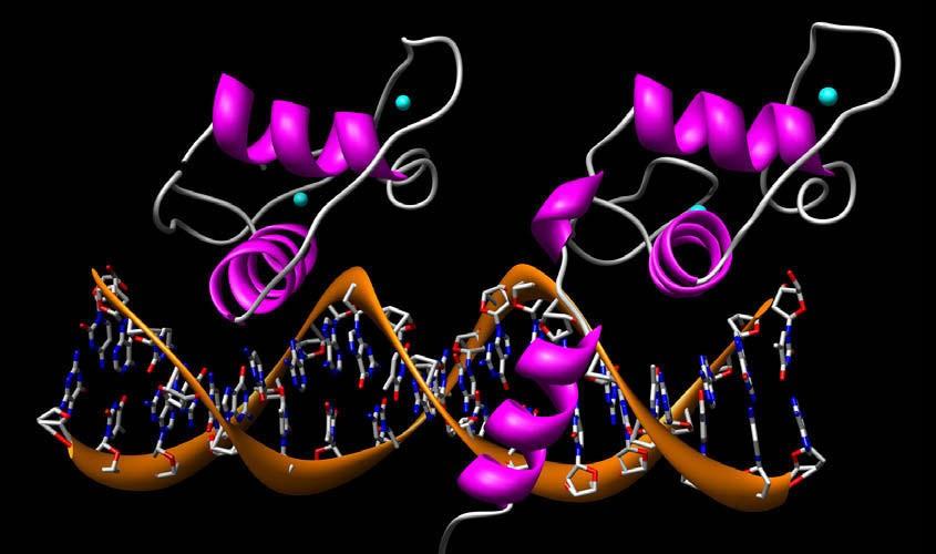 Every NR protein molecule, including CAR, is composed of four modules: the modulator domain carrying a ligand-independent transcription activation function (AF -1); the DNA-binding domain (DBD); the