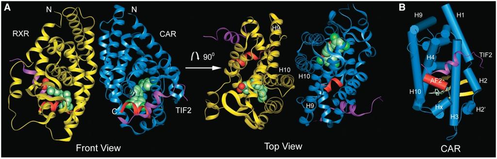 another layer consisting of two 310 helices (H2 and H2 ).