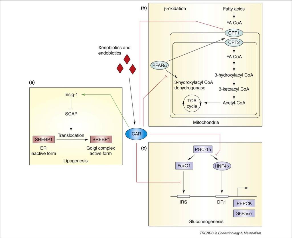 Fig. 12* Representation of the role of CAR in gluconeogenesis and lipid homeostasis CAR functions as a negative regulator of lipid metabolism, fatty acid b-oxidation, and gluconeogenesis.