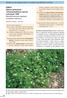 XDD01. Lohmeyer 1955 Nitrofilní lemová vegetace s krabilicí mámivou. Nitrofilní vytrvalá vegetace vlhkých a mezických stanovišť (Galio-Urticetea)
