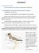 třída Ptáci (Aves) 2. Morfologie (tvar těla a jiné základní společné znaky)