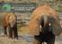 SAVE - ELEPHANTS BOJ ZA ZÁCHRANU SLONŮ VE STŘEDNÍ AFRICE