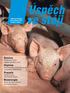 Krmivo. Dojnice. Prasata. Bioenergie. Odborný časopis pro moderní chov zvířat a výživu. BONSILAGE FORTE nejlepší výsledky v praxi