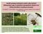 Využitípoloparazitických rostlin rodu kokrhel (Rhinanthusspp.) k potlačeníkompetičněsilných trav (třtiny křovištnía kostřavy červené)