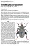 Příspěvek k výskytu nosatce Pseudorchestes smreczynskii (Dieckmann, 1958) (Coleptera: Curculionoidea) v České republice