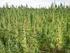 Pěstování a využití konopí setého (Cannabis sativa L.)