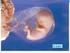 Velikost embrya a plodu v prenatálním období