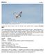 Podklady pro stavbu modelu z EPP pro rekreační nebo soutěžní létání v kategorii Aircombat WWI+.