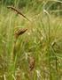 Ostřice bažinná /=O. mokřadní/ (Carex limosa) - C2 4. Všivec bahenní (Pedicularis palustris) - C2 6