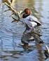 The long-term changes in numbers of wintering waterbirds in the Czech Republic: Overview of published results