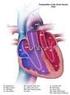 Vrozené vady srdeční v ČR incidence a prenatální diagnostika