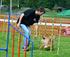 Závody Jumping i Agility - každý závod pro všechny kategorie 10 b. za umístění + 10, 6, 2 součet - jen za umístění + 10, 6, 2