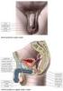 Biologie člověka Uspořádání pohlavních orgánů Vnitřní pohlavní orgány ženy Ve vaječnících dozrávají vajíčka (největší buňka lidského těla, obsahuje 23