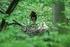 Čáp černý hnízdí na Křivoklátsku už nejméně od roku 1958