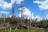 Kůrovcová kalamita v Národním parku Šumava a její dopady na přírodní a životní prostředí