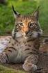 Potrava rysa ostrovida (Lynx lynx) a lišky obecné (Vulpes vulpes) na Šumavě