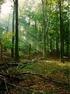 Otázky k předmětu Globální změna a lesní ekosystémy