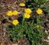 Distribution of Aposeris foetida in the Czech Republic