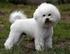 BIŠONEK (Bichon à poil frisé)