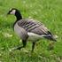 Myslivecká zoologie. Zvěř pernatá Třída: PTÁCI (AVES)