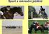 Témata z předmětů: Fyziologie a metodika tréninku a Chov koní