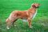 FCI-Standard č. 312 / / GB NOVA SCOTIA DUCK TOLLING RETRIEVER