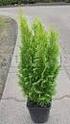 Chamaecypharis laws. Ivone Juniperus communis Repanda Juniperus comunis Sentinel, Juniperus virginiana Skyrocket 8l 200