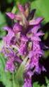 Mapování výskytu orchidejí v lokalitách přírodního parku Jesenicko