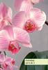 Orchideje od A do Z 13