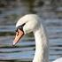 Swans : Research on the wintering Mute Swan Cygnus olor in East Bohemia