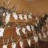 Chovatelská přehlídka trofejí siky japonského z oblasti chovu Bouzovsko za rok 2014