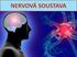 Centrální nervový systém (CNS) = část nervové soustavy zahrnující mozek a část míchy..