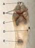 8. Nervová činnost (obr. 1) Stavební jednotky hmyzí nervové soustavy Neurony (Obr. 2) (obr. 2)
