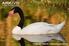 Mute Swan (Cygnus olor) habitat preference in breeding season in the TfieboÀsko Biosphere Reserve