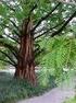 Metasekvoje čínská (Metasequoia glyptostroboides)